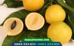 Cây giống vú sữa hoàng kim - Ảnh 2