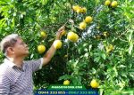 Cây giống vú sữa hoàng kim - Ảnh 3