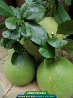 Bưởi da xanh ruột đỏ không hạt