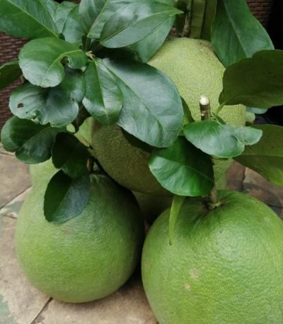 Bưởi da xanh ruột đỏ không hạt