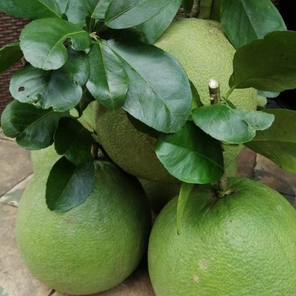 Bưởi da xanh ruột đỏ không hạt