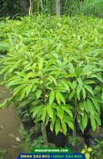 Cây giống sầu riêng Musang King