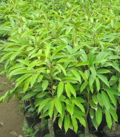 Cây giống sầu riêng Musang King
