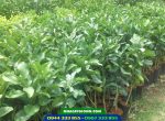Cung cấp cây bưởi giống
