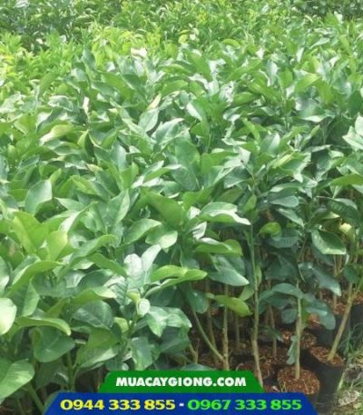 Cung cấp cây bưởi giống