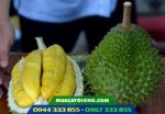 sầu riêng Musang King - D197