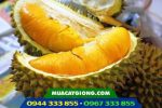 Cây giống sầu riêng Musang King Malaysia - Ảnh 2