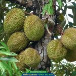 sầu riêng Musang King - D197