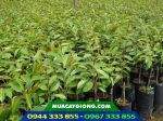 Cây giống sầu riêng ri6 da xanh cơm vàng hạt lép