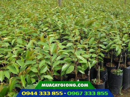 Cây giống sầu riêng ri6 da xanh cơm vàng hạt lép