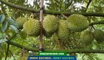Cây sầu riêng ri6