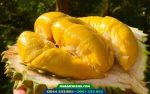 Giống sầu riêng ri 6