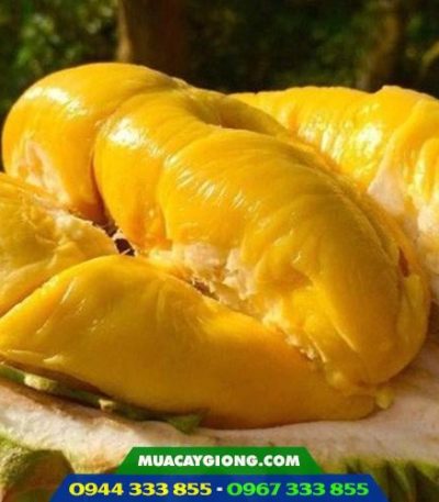 Giống sầu riêng ri 6