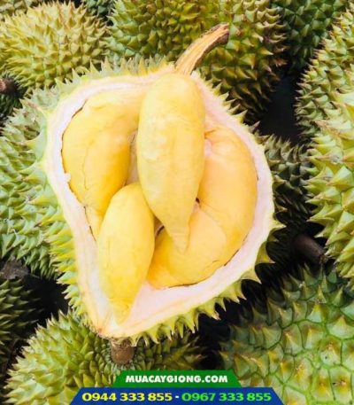Sầu riêng ri6 da xanh cơm vàng hạt lép