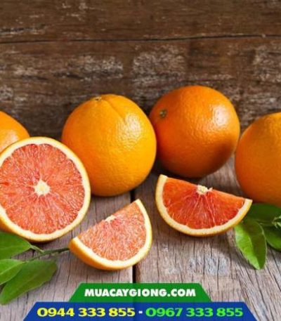 Cam cara ruột đỏ không hạt