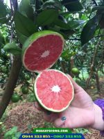 Cam cara ruột đỏ (quả xanh)