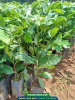 cây giống cà phê dây ghép