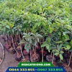 Cây giống hồng xiêm xoài thái lan (sa-pô-chê xoài)