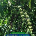 Giống cà phê dây thuận an