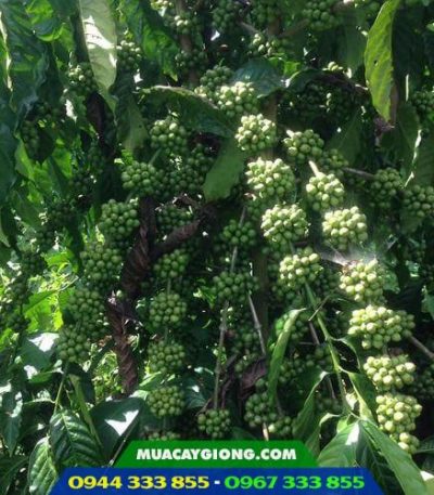 Giống cà phê dây thuận an