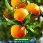 Giống cam ruột đỏ không hạt (cam cara)