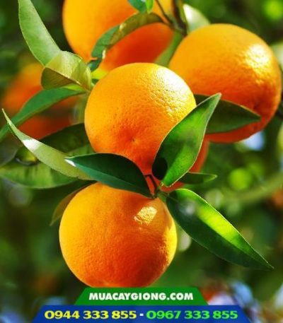 Giống cam ruột đỏ không hạt (cam cara)