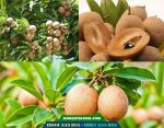 Giống hồng xiêm xoài thái lan (sa-pô-chê xoài)