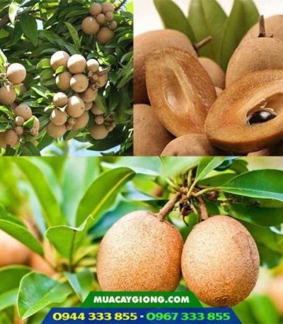 Giống hồng xiêm xoài thái lan (sa-pô-chê xoài)