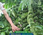 Hình ảnh cây cà phê dây thuận an