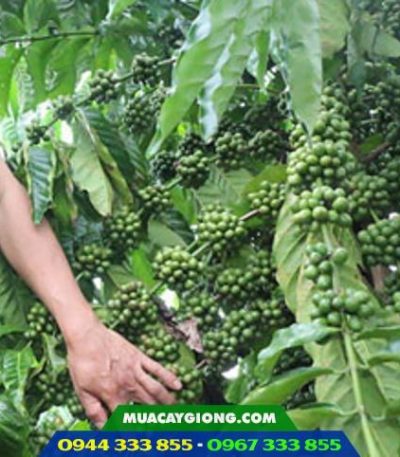 Hình ảnh cây cà phê dây thuận an