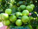 Cây chanh không hạt trái chùm