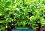 Cây giống chanh không hạt trái chùm