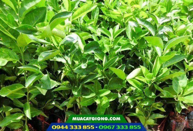 Cây giống chanh không hạt trái chùm
