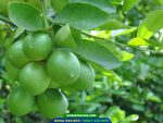 Giống chanh không hạt trái chùm