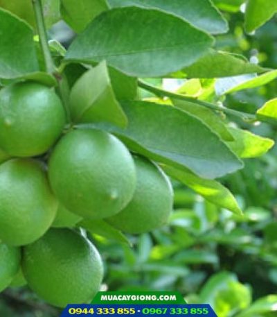 Giống chanh không hạt trái chùm
