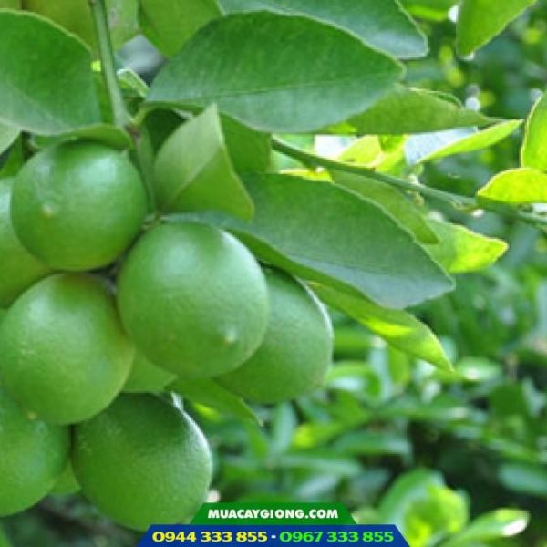Giống chanh không hạt trái chùm