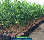 Cây giống quýt đường (cây giống quýt ngọt)