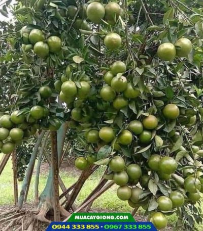 Giống cây quýt đường (quýt ngọt)