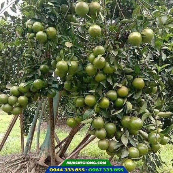 Giống cây quýt đường (quýt ngọt)