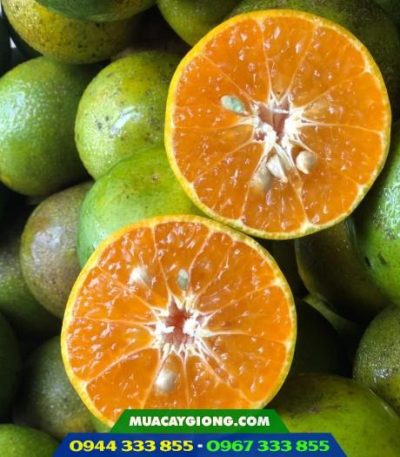 Quả quýt đường da xanh