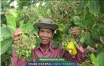 Cây giống điều AB29 cao sản - Ảnh 3