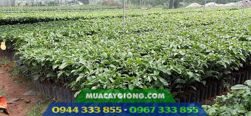 Cung cấp cây giống cà phê ghép
