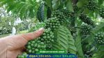 Giống cà phê Thiện Trường