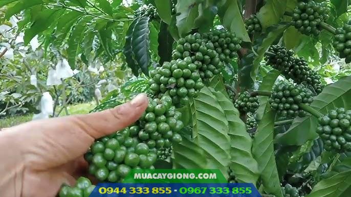 Giống cà phê Thiện Trường