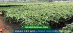 Cây giống cà phê Thiện Trường - Ảnh 2