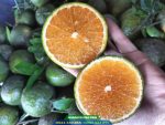 Giống cam sành thơm ngon, giá trị kinh tế cao
