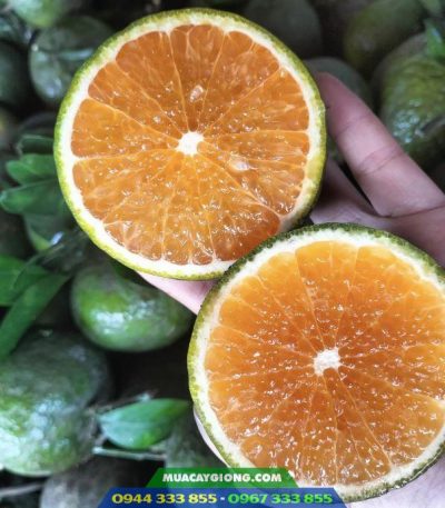 Giống cam sành thơm ngon, giá trị kinh tế cao