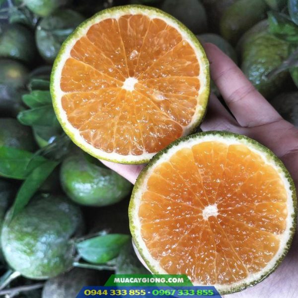 Giống cam sành thơm ngon, giá trị kinh tế cao