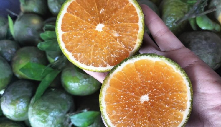 Giống cam sành thơm ngon, giá trị kinh tế cao