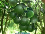 Cây giống cam sành - Ảnh 3
